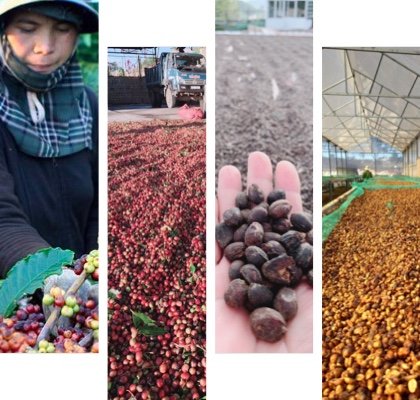 Di Linh Farm coffee harvesting images